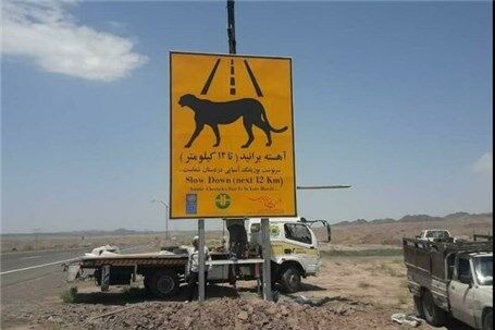 نصب دوربین  های سرعت  سنج در محدوده عبور «یوز ایرانی»