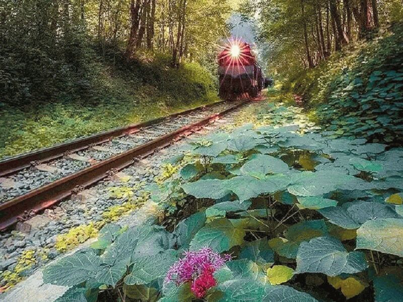 راهنمای سفر به شیرگاه: نکات و توصیههای مهم برای گردشگران