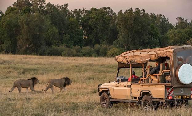 بهترین ماشین برای سافاری در آفریقا